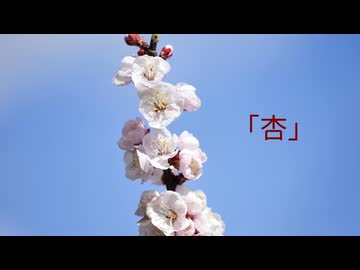 杏 (2026Mix)／高嶋☆かずほ【オリジナル曲】