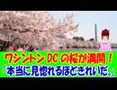 【海外の反応】 アメリカ ワシントンDCの 桜が 満開を迎えて 全米から 感動の声！ 「こういう文化が国を支えているんだと思う。本当に素晴らしいよ。」