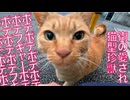 猫型珍獣ズ、ポテポテポテポテ歩く