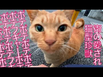 猫型珍獣ズ、ポテポテポテポテ歩く