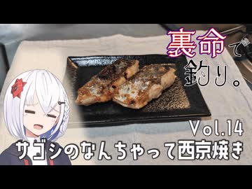 裏命で釣り。Vol.14「サゴシのなんちゃって西京焼き」