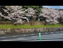 京都お花見ドライブ□ _ 堀川通〜三条通〜蹴上〜岡崎