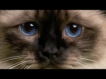 【猫ミーム】中華料理屋、やめました④