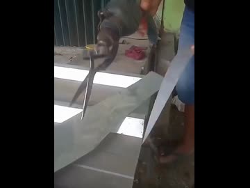 ホモと見る手を動かさなくても自動で切り続けるハサミ