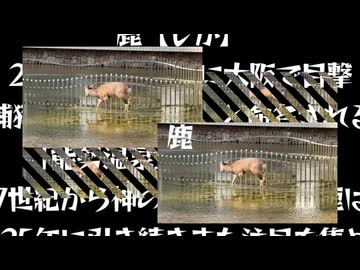 鹿さんやりますぞねぇ！