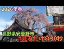 安曇野市 吉祥山東光寺 しだれ桜を見るだけの30秒