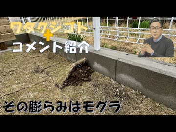 ４月からの妊婦RS定期接種受けたいと思いますか？はい47%←ファクトなら日本終！イラク□□イラン□□も分断された国！経済産業省はデータ改ざん←コメ【アラ還・読書中毒】私事：芝生下の膨らみはモグラの跡？