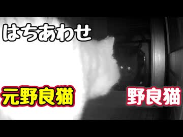 【元野良猫】ばったり遭遇【野良猫】