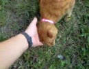 猫の公園vol.3(小春をﾓﾌﾓﾌ3)