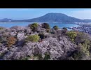 桜便り　可也山と海を望む小高い山に500本のソメイヨシノが咲き誇る加布里公園