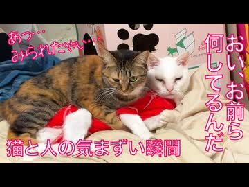 愛され娘猫、気まずい所を見つかる