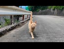 山道で猫1匹に遭遇→なぜか仲間召喚→気づいたら猫に包囲されてたんだがｗ