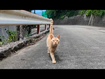 山道で猫1匹に遭遇→なぜか仲間召喚→気づいたら猫に包囲されてたんだがｗ