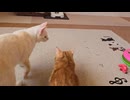 ソラちゃんのクルクル音が響く猫部屋でイブキとニシキとおもちゃで遊ぶ