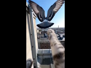 ホモと見るネコが見た夢