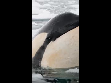 ホモと見る南極の氷を突き破るシャチ