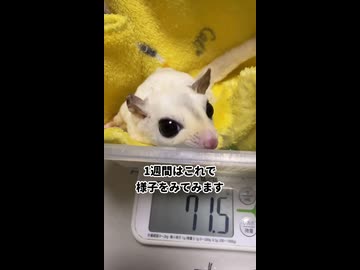 【急激に太り過ぎって言われたもん】 冬場に体重が減った子の体重調整計画3週間目！2週間で体重が増えすぎた子の体重調節した結果は？ #フクロモモンガ #おつモモンガ  #shorts