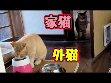 うしろ！  うしろ！【元野良猫】