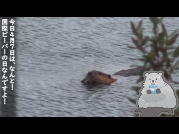 国際ビーバーの日。