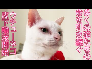 闘病ウチューネコ、命を受け継ぐ皮下輸液