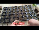 AKBがつちからはえてきたんだ
