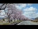 3倍速 滋賀県お花見ドライブ / 県道333 安曇川今津線