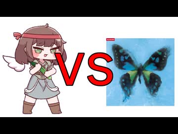 アゲハ蝶vsきゅうり