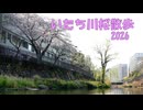 いたち川桜さんぽ2026【結月ゆかり】【voiceroid】