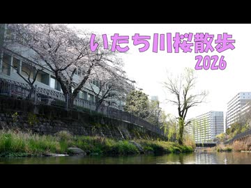 いたち川桜さんぽ2026【結月ゆかり】【voiceroid】