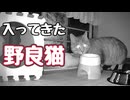 ビビりながら 入ってきた【野良猫】【元野良猫】