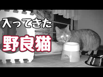 ビビりながら 入ってきた【野良猫】【元野良猫】