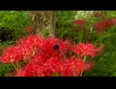 米田健太郎｜彼岸花と蝶｜静かな秋の風景【癒し】