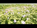 米田健太郎｜花畑と青空｜広がる癒しの風景【自然】