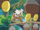 ポケットモンスター アドバンスジェネレーション　第37話　美女と野獣！？ダーテングとジョーイさん！