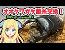 【邪神ちゃん実況】最後はマットで置きに行こう！オオクワ菌糸ビン交換【オオクワガタ】