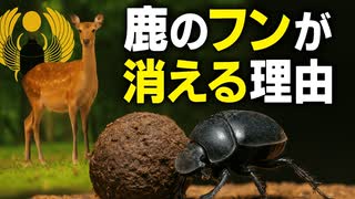 人気の「フンコロガシ」動画 47本 - ニコニコ動画
