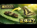 なぜアゲハチョウは「あえて汚く」生まれるのか？天敵を欺き通す究極の擬態が凄すぎる…