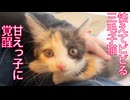 シャー！連発だった子猫、甘えっ子になる