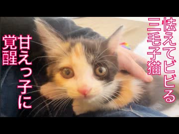 シャー！連発だった子猫、甘えっ子になる