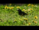 春の昼下がり、たんぽぽの草原を歩くムクドリの散歩をただ眺めるだけ