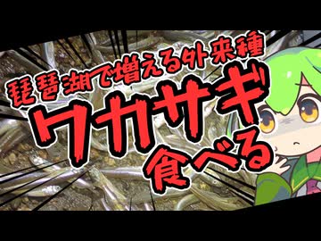 お腹がすいたらワカサギ食べればいいじゃない