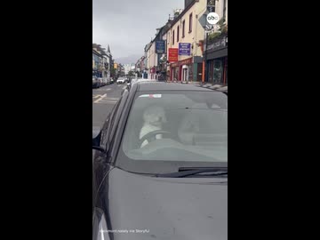 ホモと見るクラクションを連打する犬