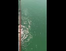 大日本帝国連合艦隊カラー映像！日本海軍連合艦隊二等巡洋艦・軽巡洋艦・天龍型【天龍・龍田】の第二次世界大戦当時の乗組員の気分になれるカラー映像！大日本帝国海軍WW2当時のカラー映像！太平洋戦争カラー映像