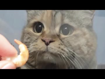 ホモと見る届かぬ思い