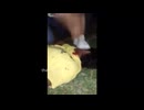 Wholesome video