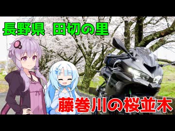 【ZX-4R】田切の里へ桜並木を見に行こう！【VOICEROID車載】