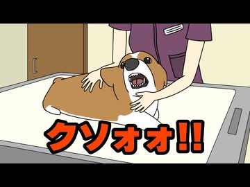 コーギー