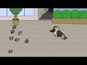 カルガモ2