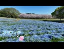 【ドローン映像】桜とネモフィラが見頃　ピンクとブルー春だけの景色　福岡市の海の中道海浜公園