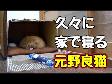パトロール 過酷な様です…【元野良猫】【野良猫】【獣】